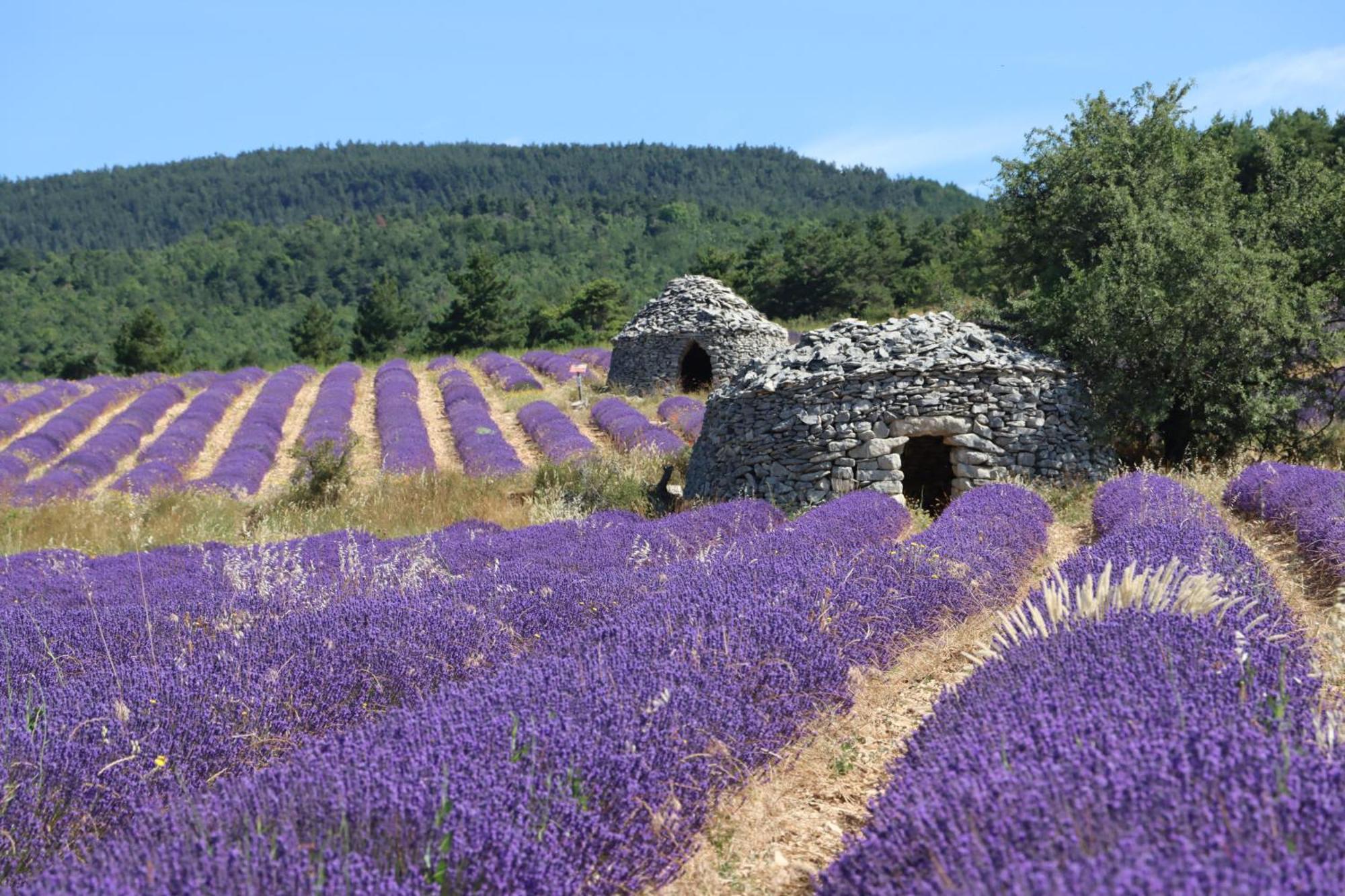 Dans Le Luberon Homestay Cereste